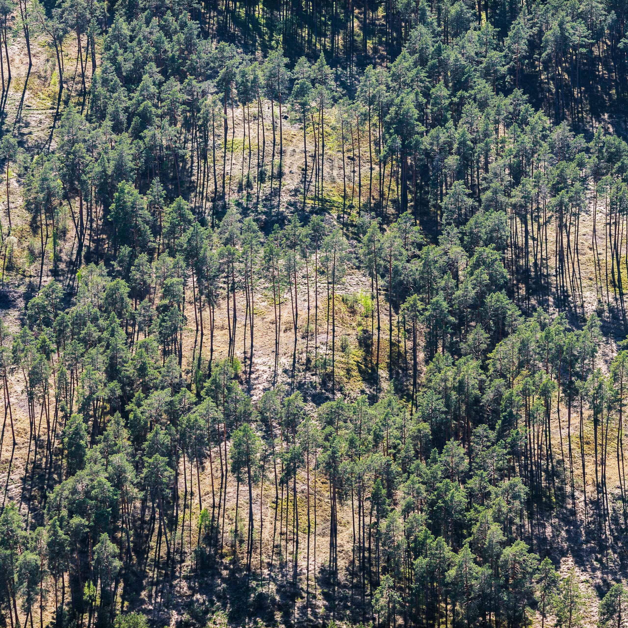 aerial-view-over-the-forest-2026-03-26-00-57-23-utc