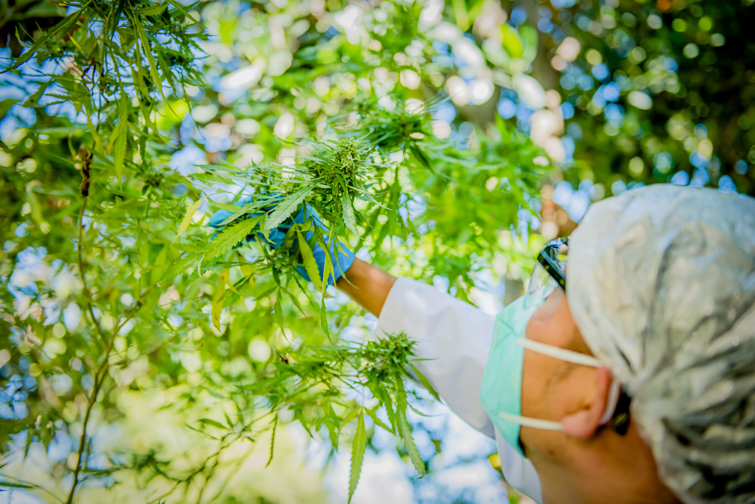 agricultural-scientist-inspects-green-hemp-plant-o-2026-03-26-22-50-16-utc