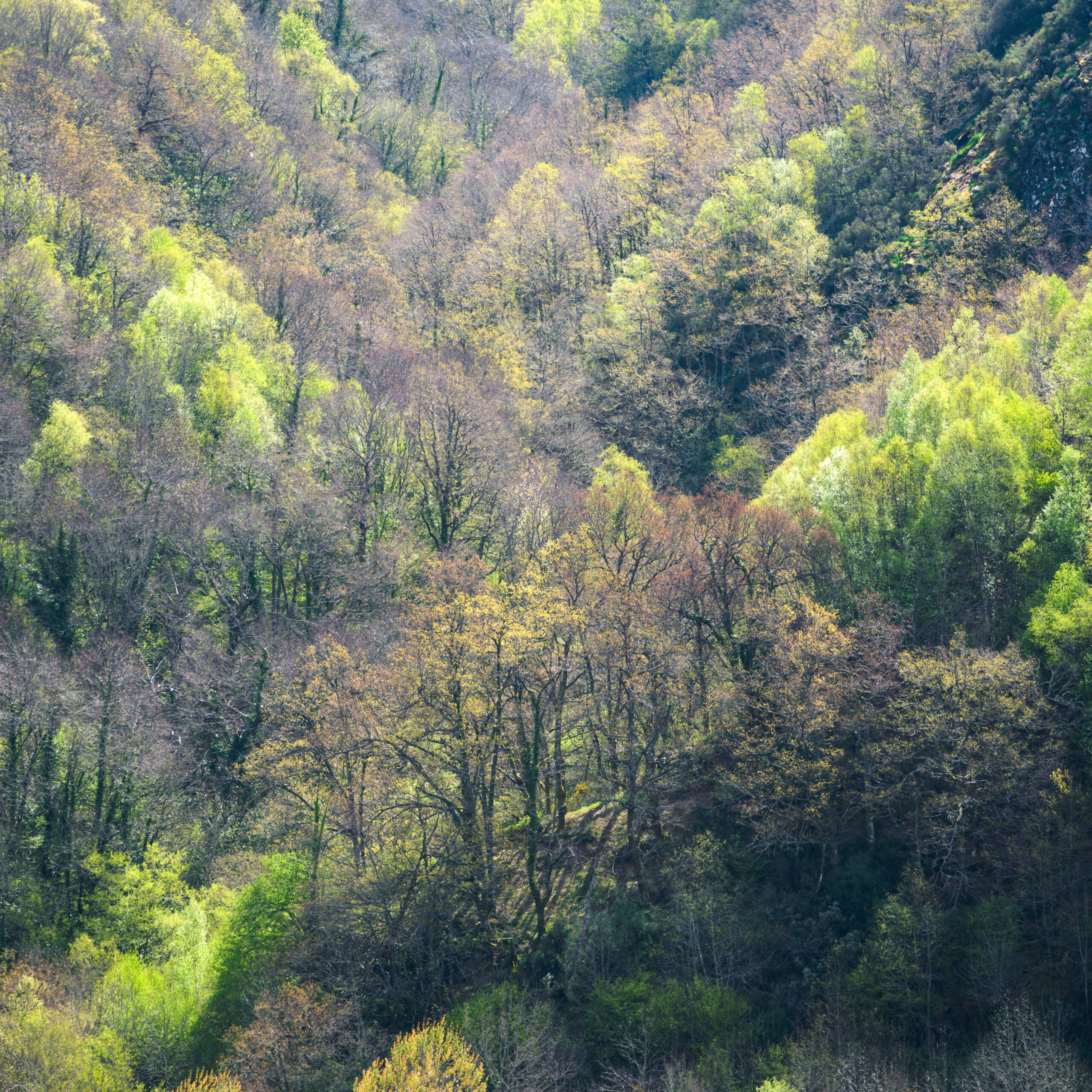 First tender leaves of spring in the forests