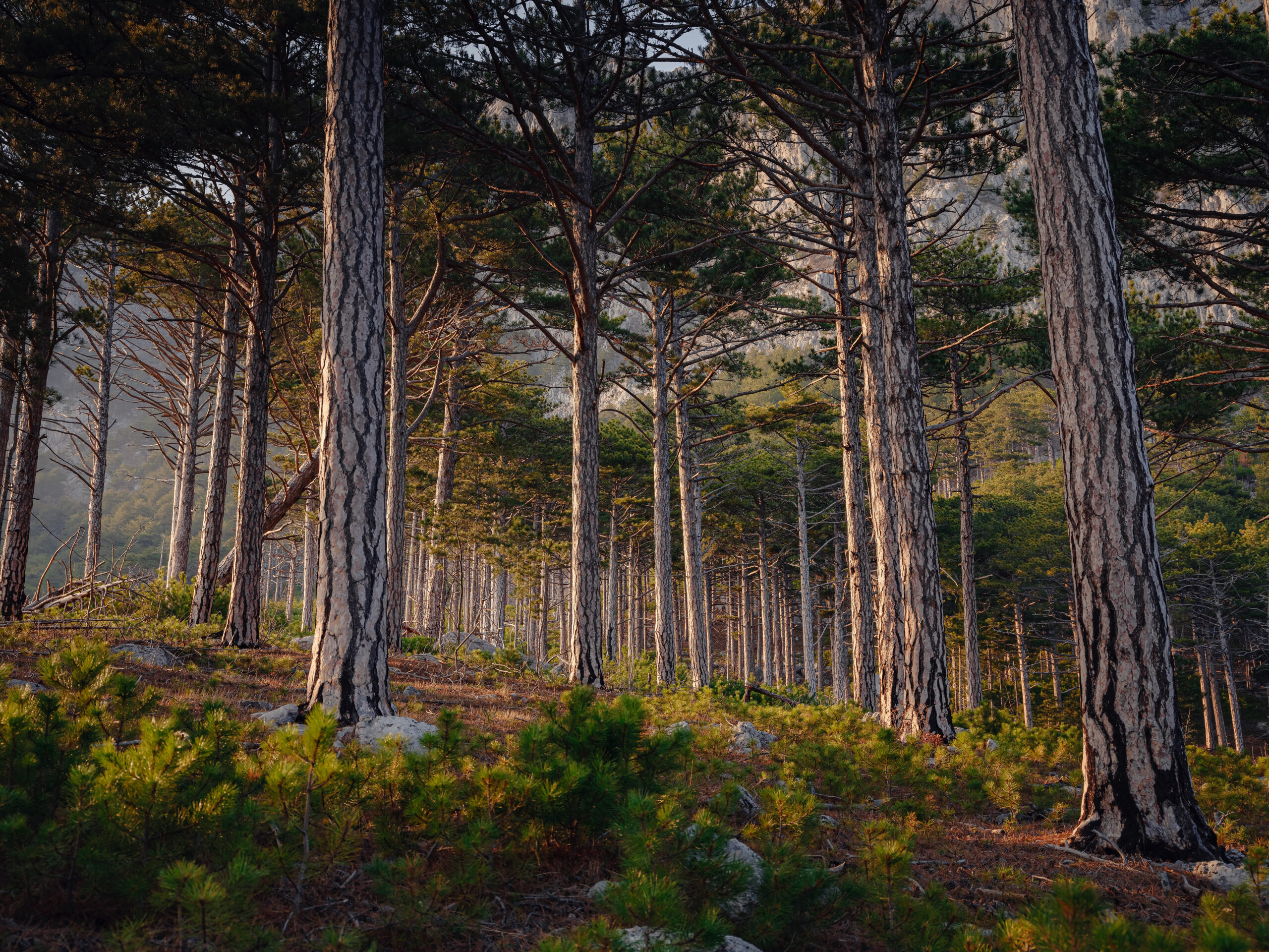 Forest landscape with fir trees and stones.