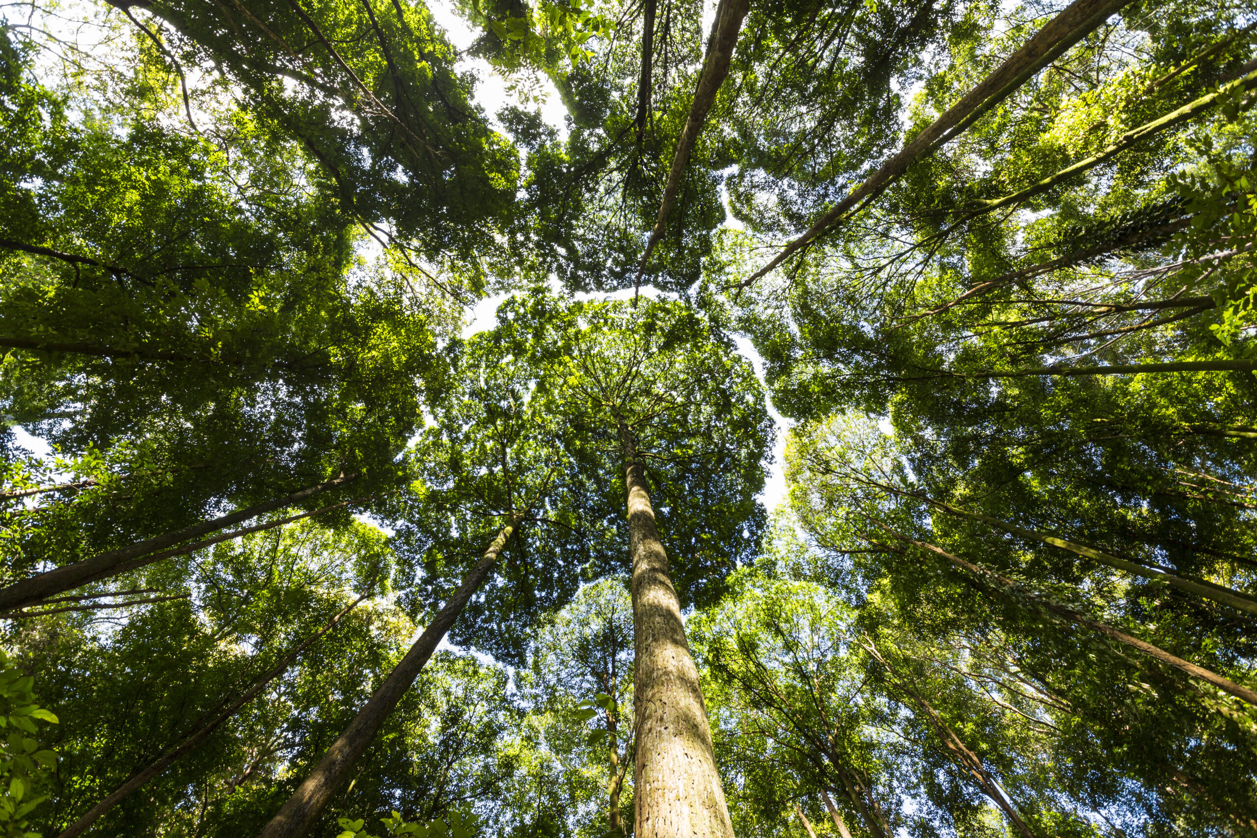 Kuala Lumpur,Malaysia,Low angle view of Dipterocarp tree canopy.