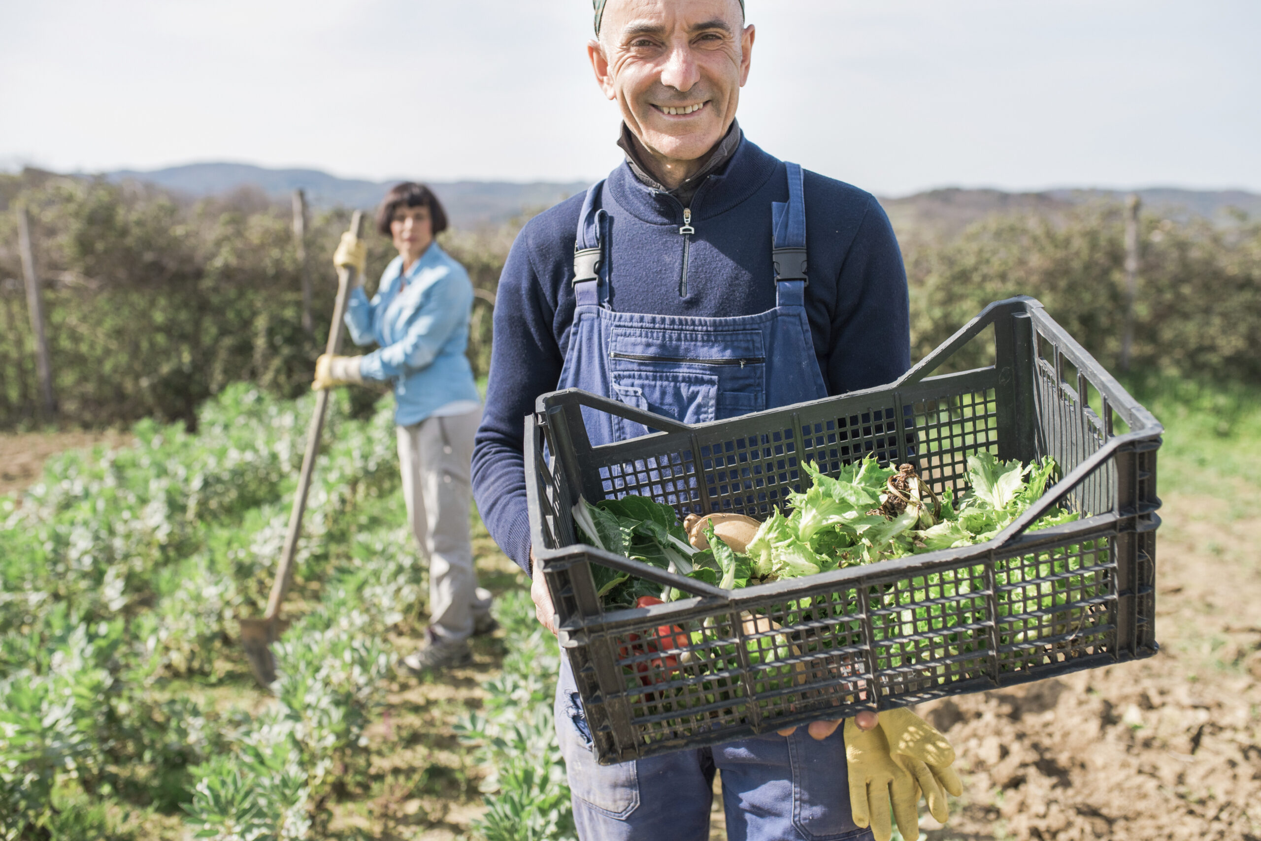 Man with crate of vegetables in garden, woman working in background
