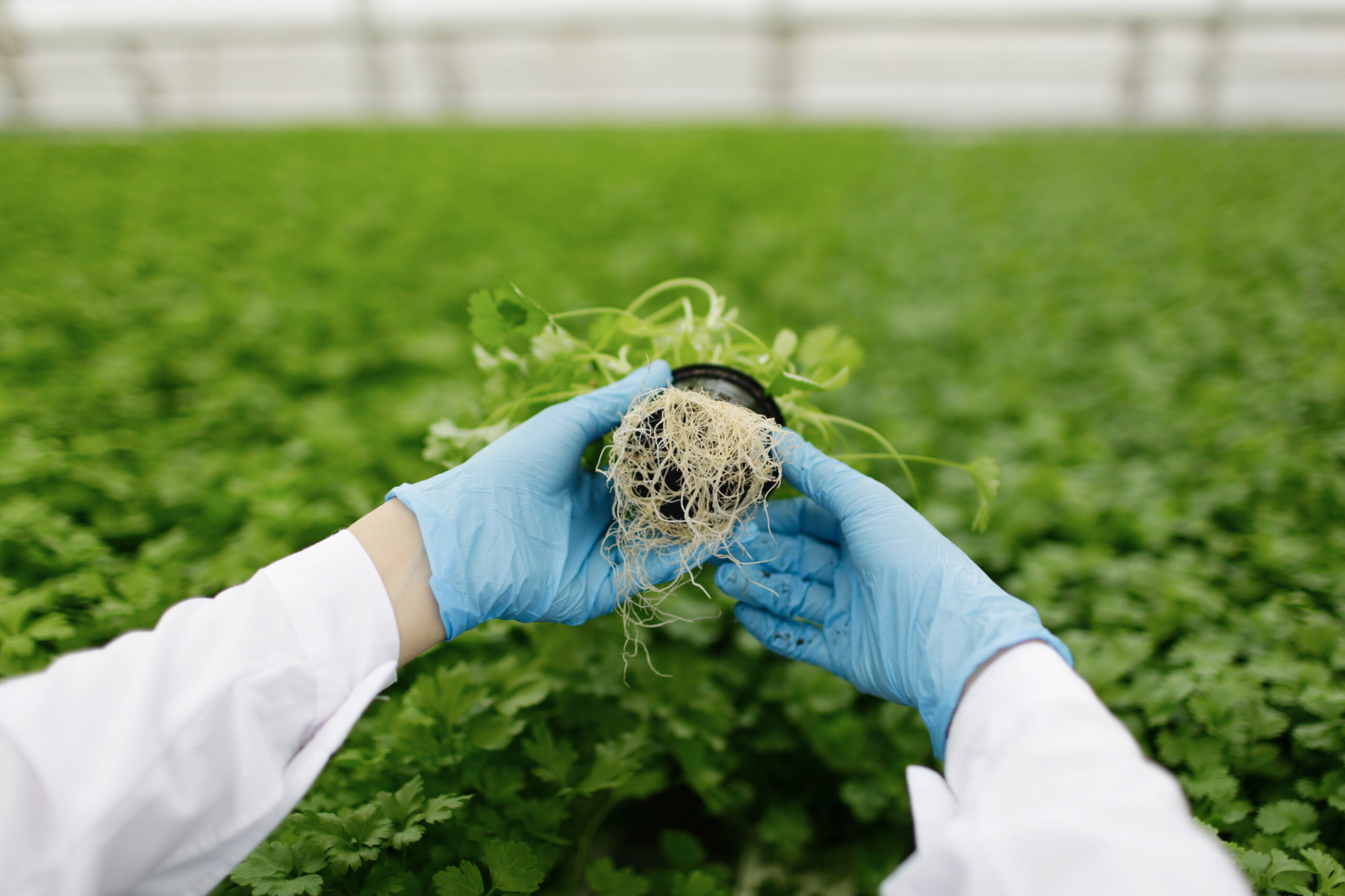scientist-examining-plant-roots-in-a-greenhouse-2026-01-11-08-33-39-utc