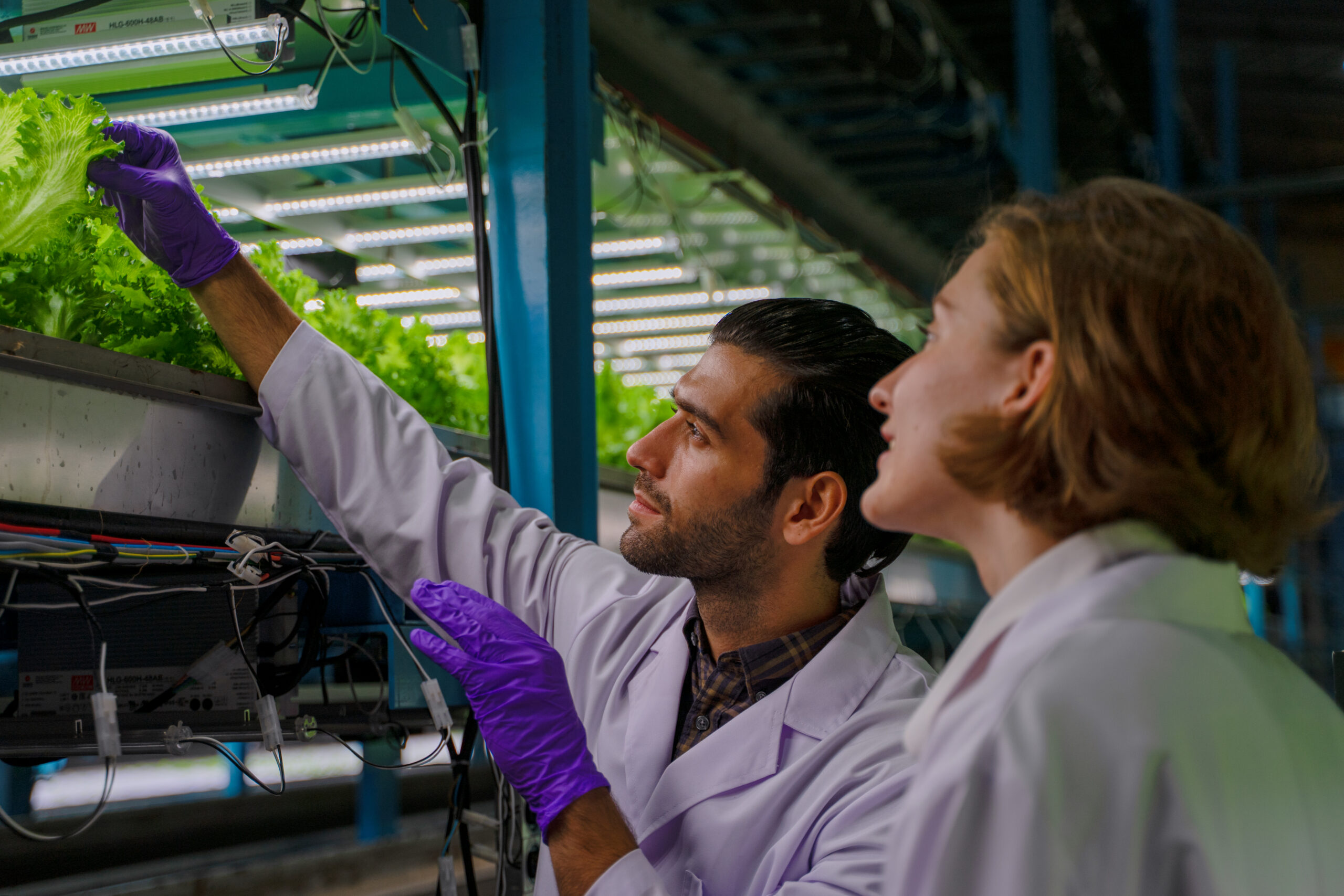Scientists are working at vegetable production greenhouse.