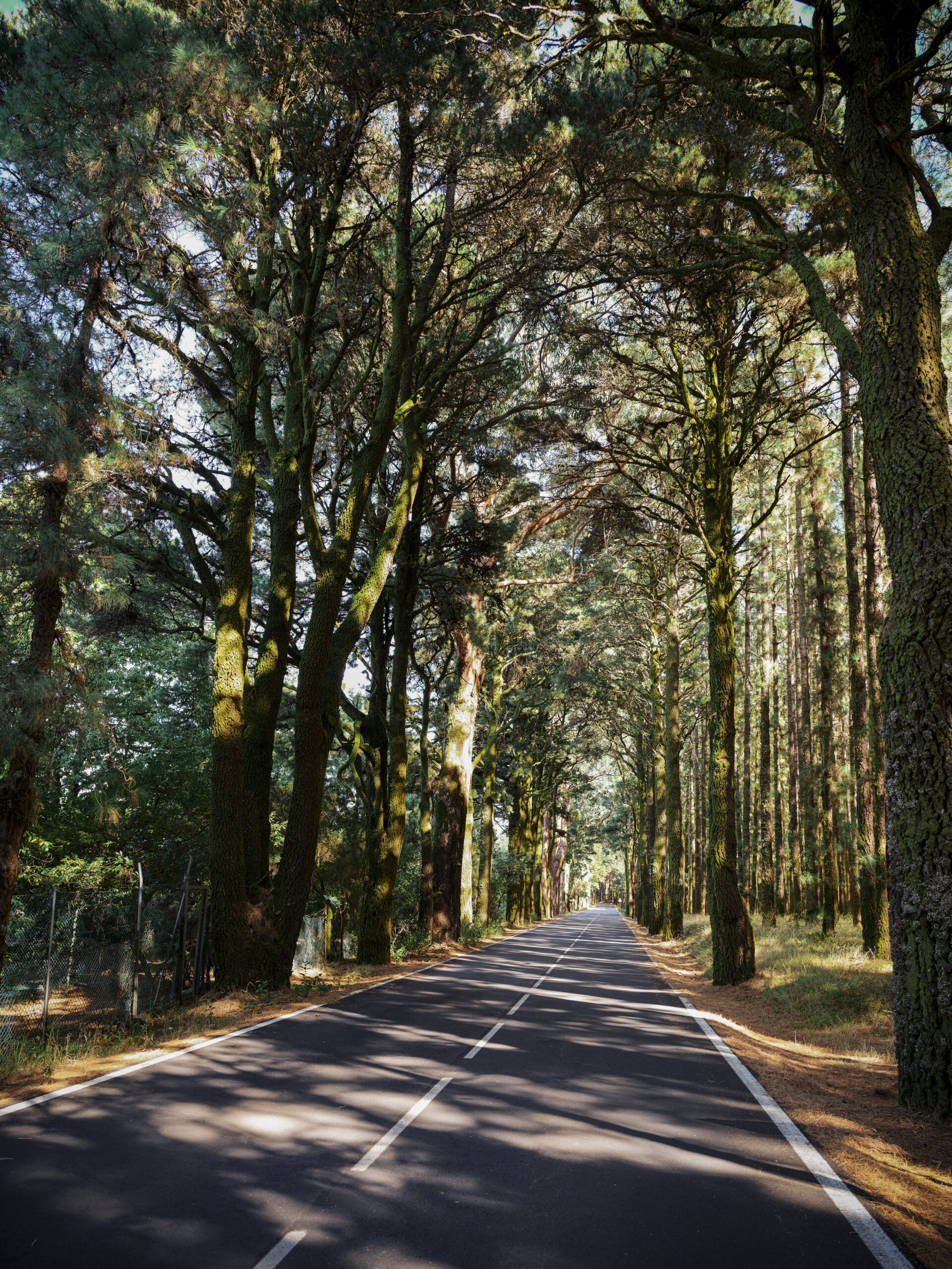 Vertical shot of a long highway surrounded by tall trees.